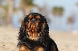 KING CHARLES SPANIEL 029